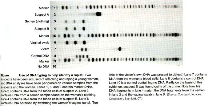 DNA fingerprinting